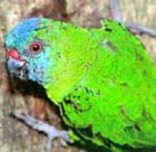 Imagen de Micropsitta Finschii Viridifrons