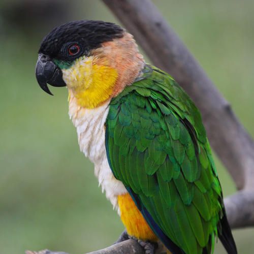 Imagen de Pionites Melanocephalus Pallida