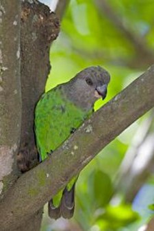 Imagen de Poicephalus Cryptoxanthus Zanzibaricus