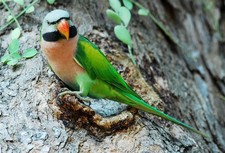 Imagen de Psittacula Alexandri Perionca