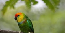 Imagen de Psittaculirostris Desmarestii Godmani