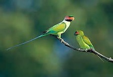 Imagen de Psittacula Longicauda Tytleri