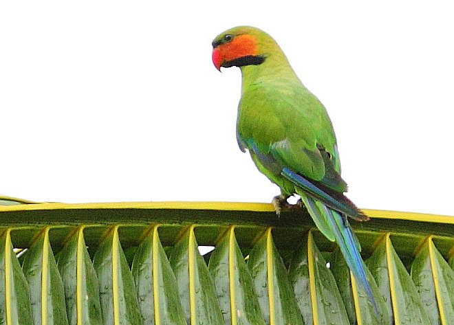 Imagen de Psittacula Longicauda Nicobarica