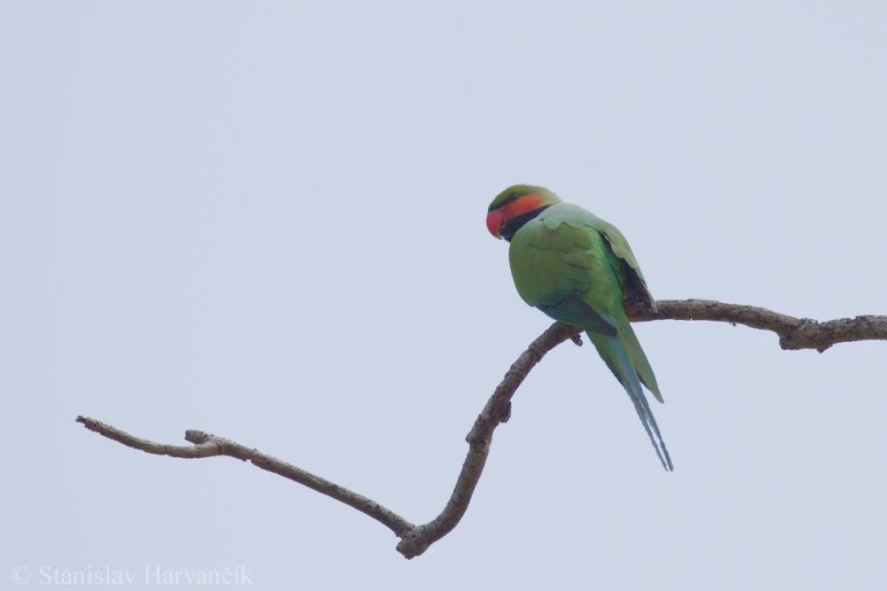 Imagen de Psittacula Longicauda Modesta