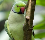 Imagen de Psittacula Krameri Parvirostris