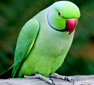 Imagen de Psittacula Krameri Manillensis