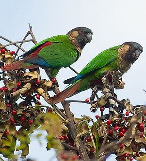 Imagen de Pyrrhura Amazonum Lucida