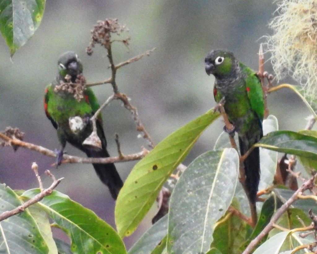 Imagen de Pyrrhura Melanura Pacifica