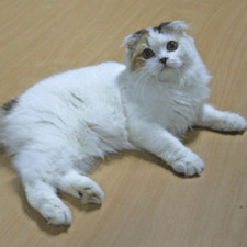 Imagen de Scottish Fold