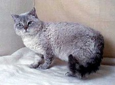 Imagen de Selkirk rex