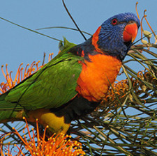 Imagen de Trichoglossus Haematodus Rubritorquis