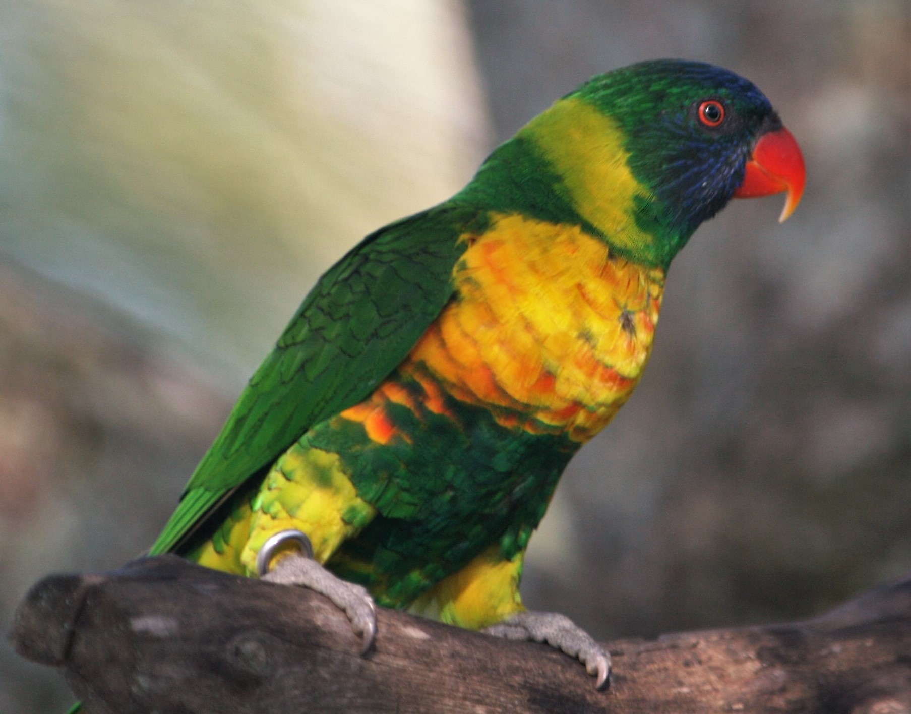 Imagen de Trichoglossus Haematodus Capistratus
