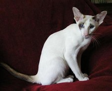 Imagen de Gato seychellois