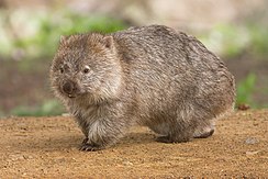 Imagen de Wombat