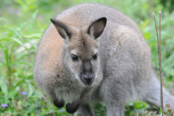 Imagen de Wallaby de Bennet