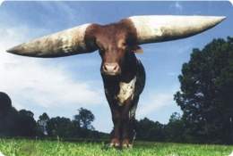 Imagen de Vaca Watusi