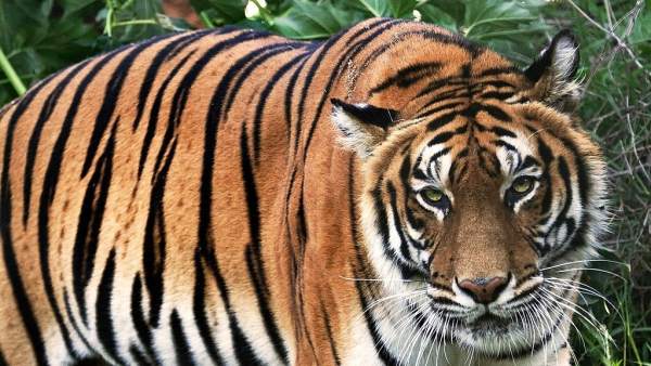 Imagen de Tigre