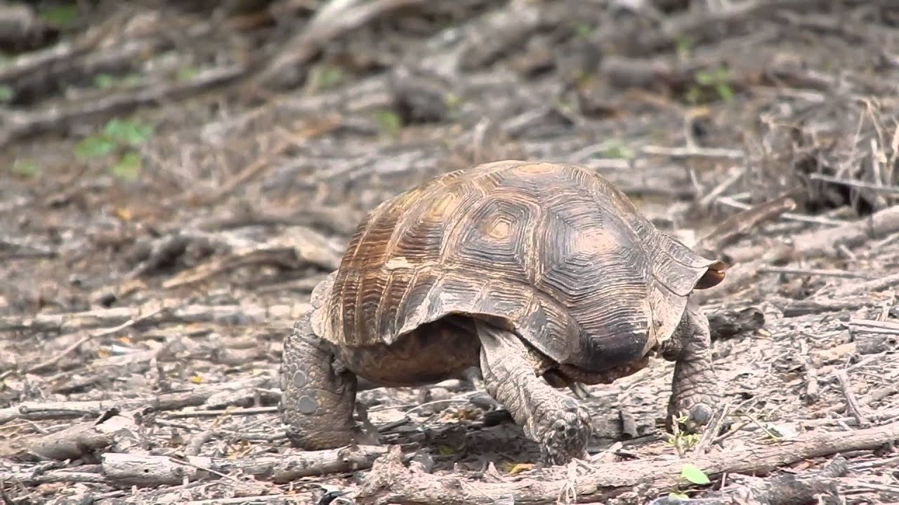 Imagen de Tortuga de Texas