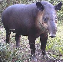 Imagen de Tapir