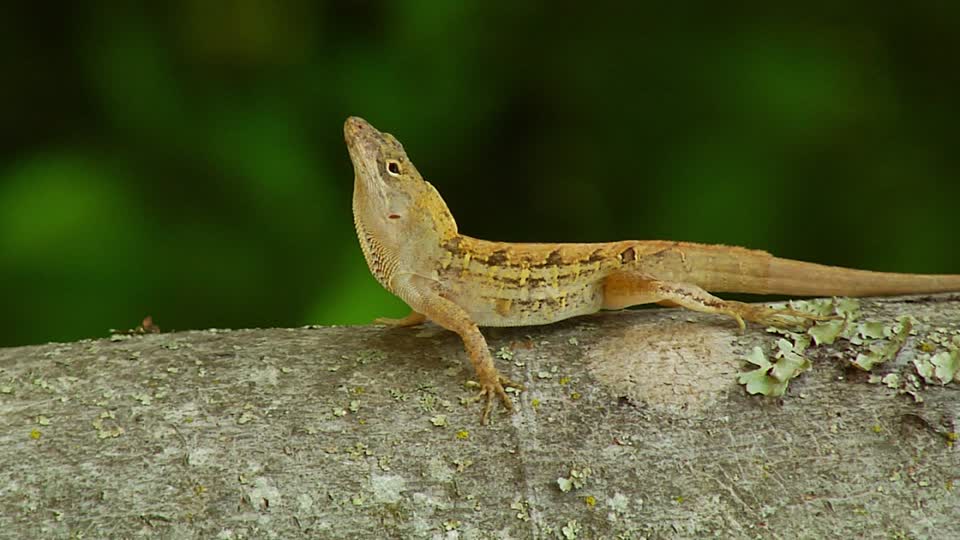 foto de Sauria Imagen de Sauria