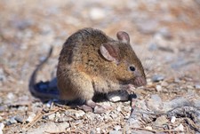 foto de Ratón Común Imagen de Ratón Común