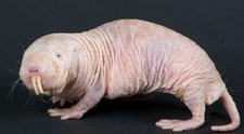 foto de Rata Topo Desnuda Imagen de Rata Topo Desnuda