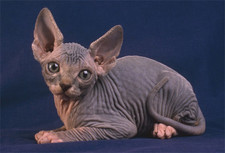 Imagen de Sphynx