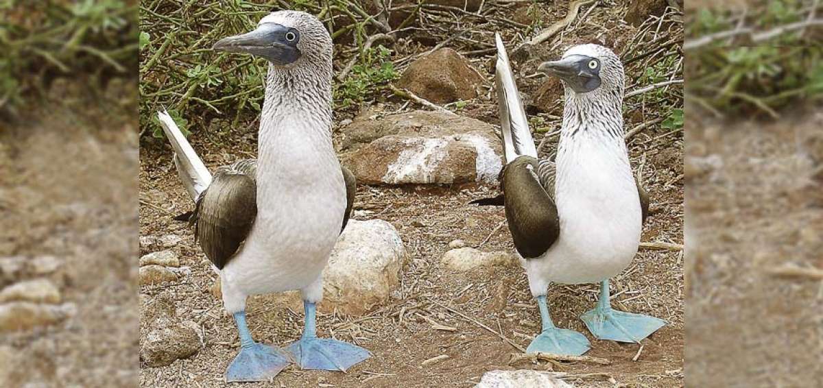 Imagen de Piquero de Patas Azules