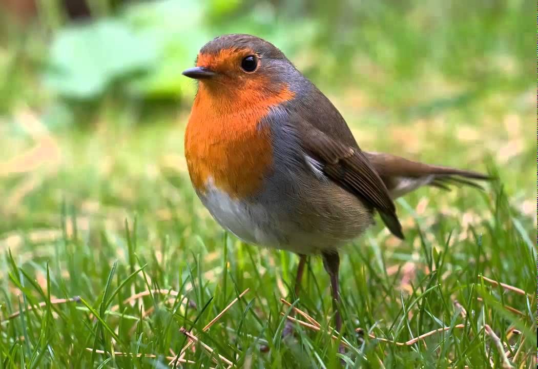 foto de Petirrojo Europeo Imagen de Petirrojo Europeo