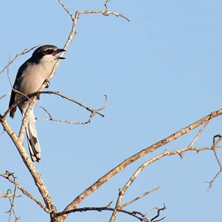 foto de Picapuercos Imagen de Picapuercos