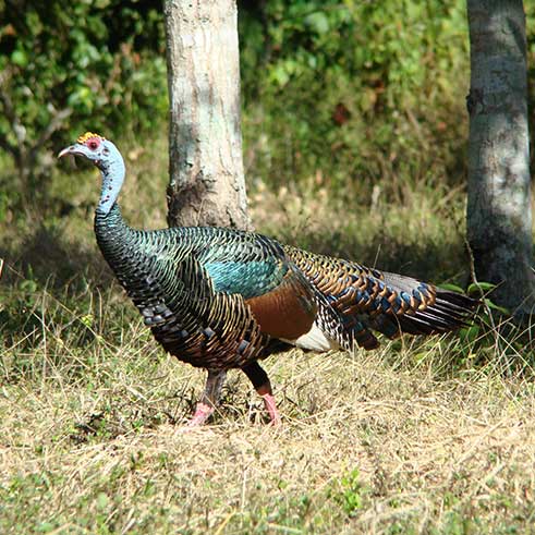 Imagen de Pavo ocelado