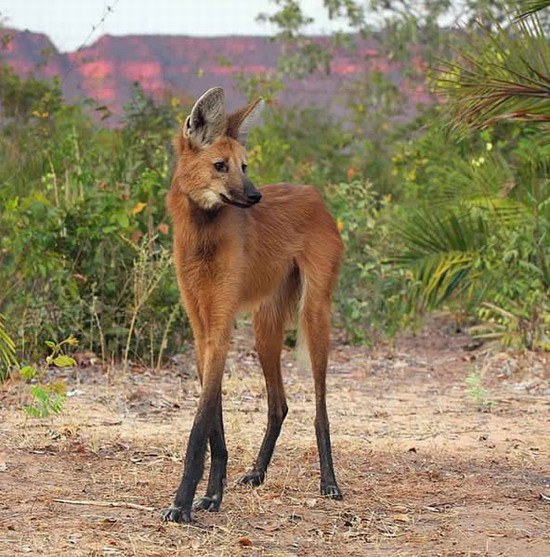 Imagen de Lobo de Crin