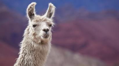 foto de Llama Imagen de Llama