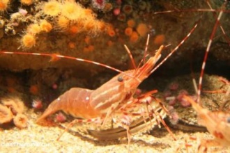 Imagen de Langostino