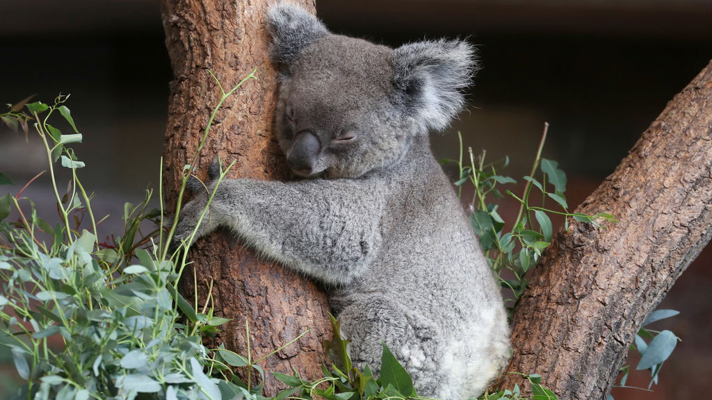 foto de Koala Imagen de Koala