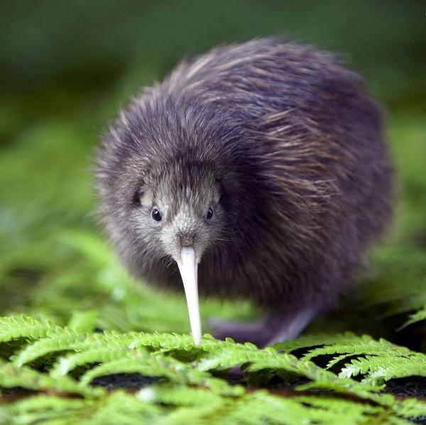 foto de Kiwi Imagen de Kiwi