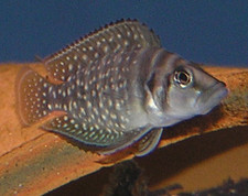 Imagen de Altolamprologus