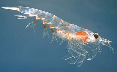 Imagen de Krill