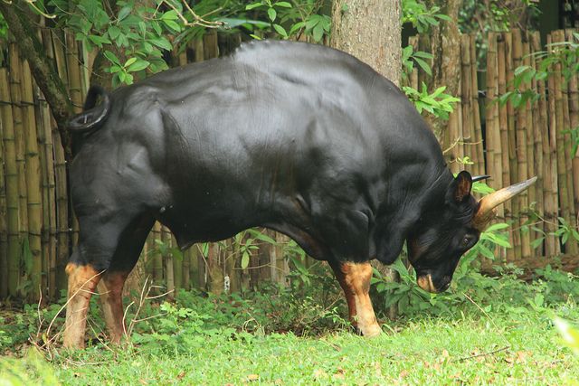 foto de Gaur Imagen de Gaur