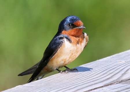 Imagen de Golondrina