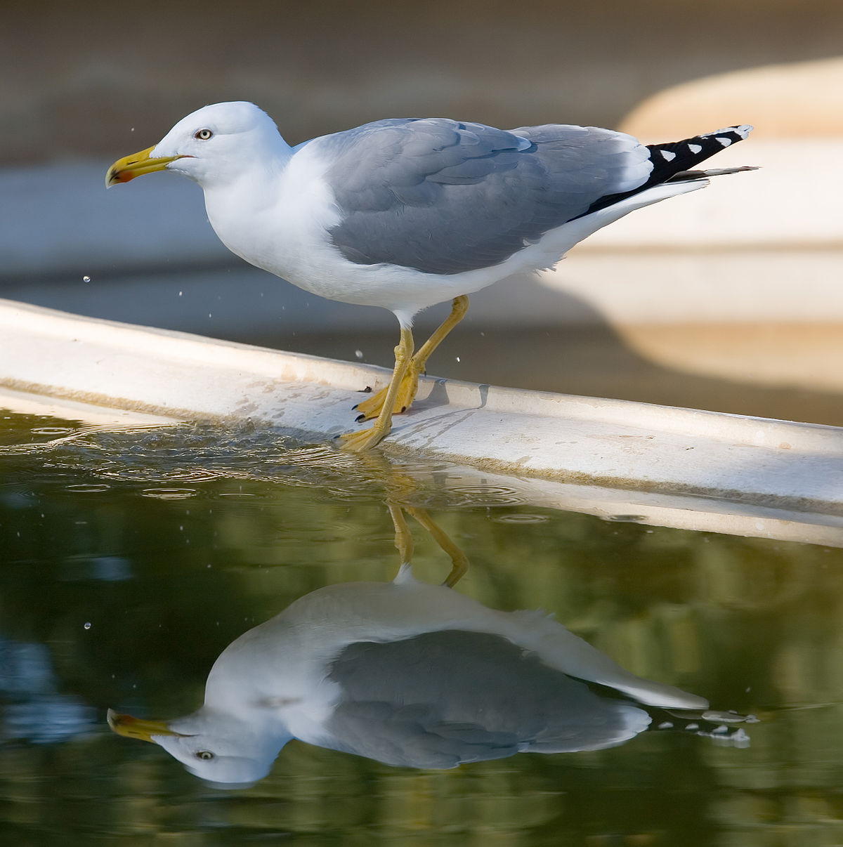 Imagen de Gaviota Patiamarilla