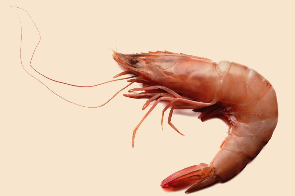 foto de Gamba Imagen de Gamba