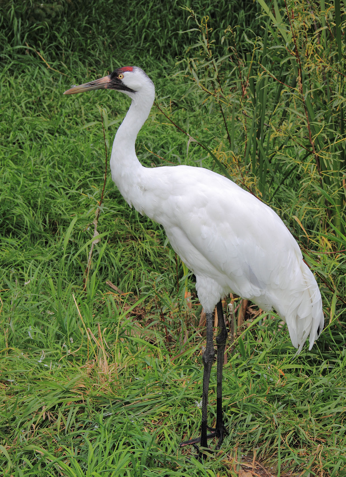 foto de Grulla Imagen de Grulla