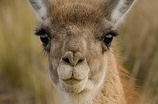 foto de Guanaco Imagen de Guanaco