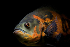 Imagen de Astronotus ocellatus