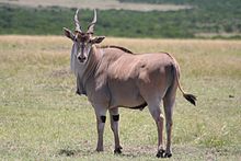 Imagen de Eland Comun