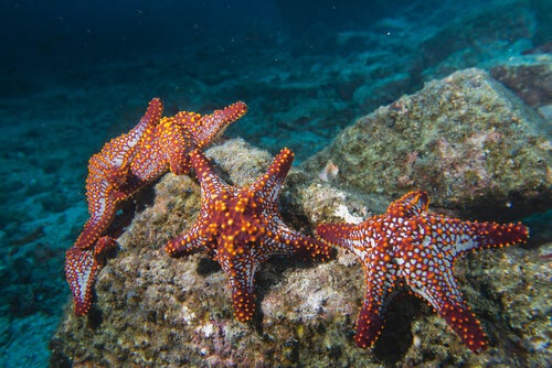 Imagen de Estrella de Mar