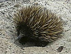 foto de Equidna Imagen de Equidna