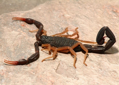 foto de Escorpión de Nayarit Imagen de Escorpión de Nayarit