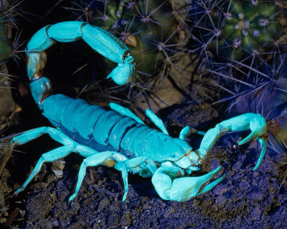 foto de Escorpión Azul Imagen de Escorpión Azul